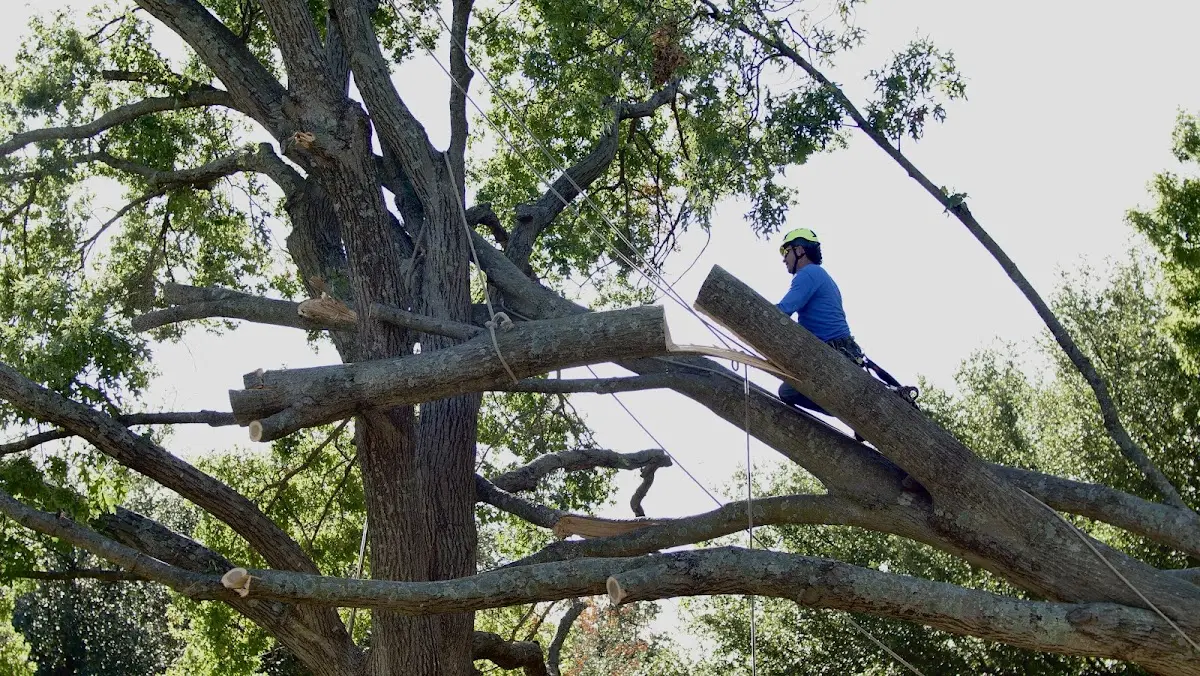 Professional Crown Thinning performed by certified arborists in Mcgrew